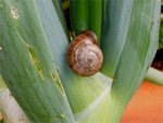 In der Wintergartenzwiebel Netz.jpg