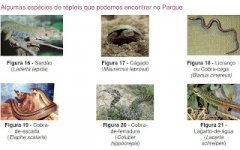 Reptilien.jpg Reptilien.jpg