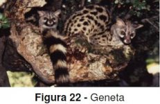 Geneta.jpg Geneta.jpg
