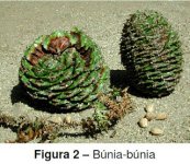 Baum.jpg Baum.jpg