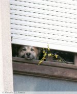 Hund.jpg
