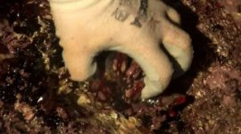 Handschuh.jpg Handschuh.jpg