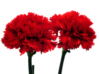 Die Algarve feiert 50 Jahre Nelkenrevolution