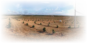 Aus für Mega-Avocadoplantage bei Lagos