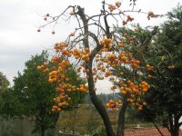 Baum.jpg