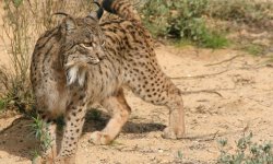 iberischer_luchs-560x336.jpg