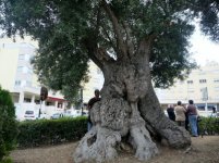 Olive.jpg Olive.jpg