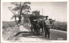 Trauben.jpg Trauben.jpg