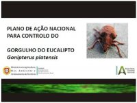Gorgulho-Euc-Plano-Controlo.jpg Gorgulho-Euc-Plano-Controlo.jpg