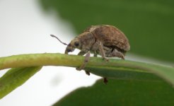 Pest.jpg Pest.jpg