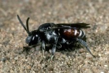 ammobates_punctatus.jpg ammobates_punctatus.jpg