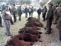 sauhatz.jpg sauhatz.jpg