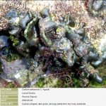 Codium.jpg Codium.jpg