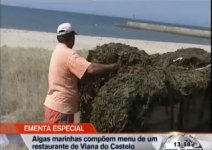 Algemarin.jpg Algemarin.jpg