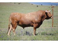 Stier.jpg Stier.jpg