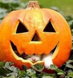 Katze+im+K%25C3%25BCrbis.jpg
