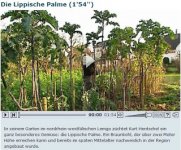 Palme.jpg Palme.jpg