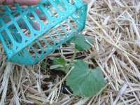 gourd_seedling.jpg gourd_seedling.jpg