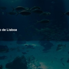 Tipp: Lissabon "Oceanário"