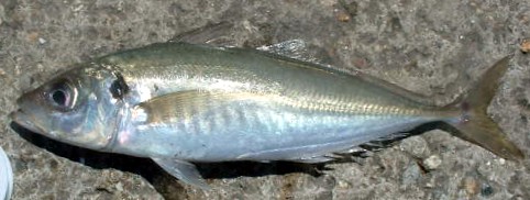 Atlantic_Horse_Mackerel.jpg