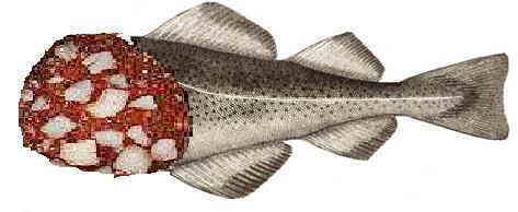 fischwurst.JPG