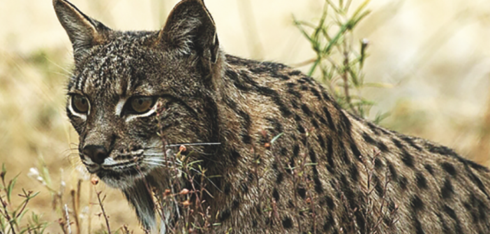 wussten-luchs-702x336.png