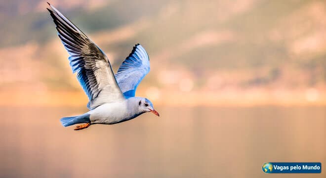 vagaspelomundo.com.br