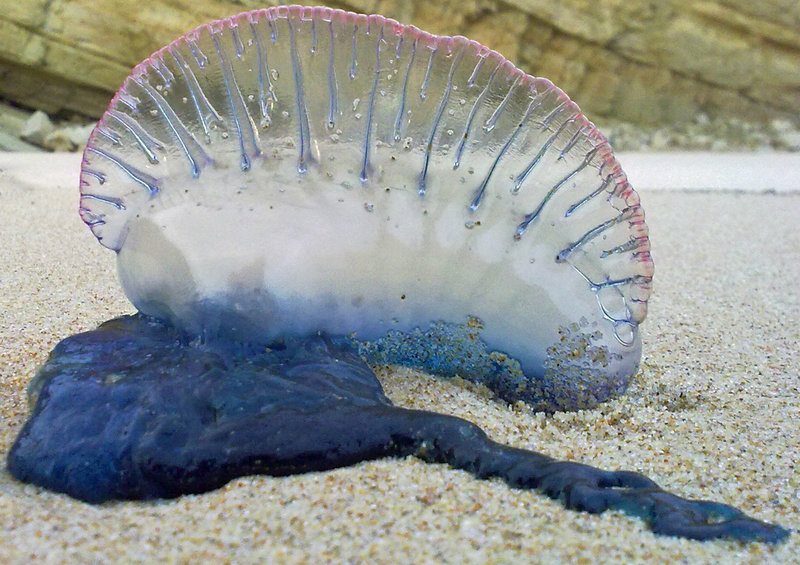 Portugiesische Galeere Portugalforum.de das Portugalforum